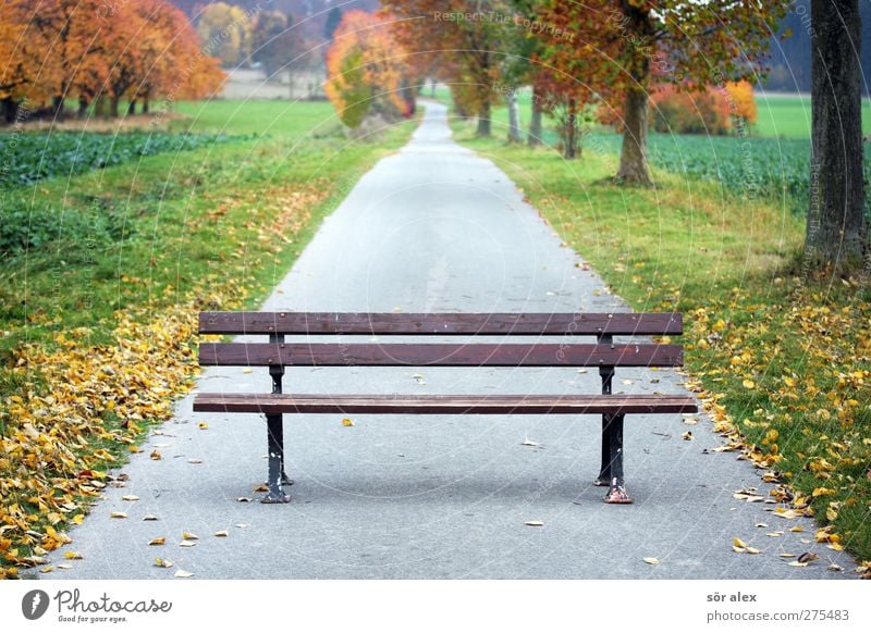 Generation ...plus Umwelt Natur Landschaft Herbst Pflanze Baum Park Wald gehen Naturliebe 50 plus 60 und älter Altersversorgung Waldrand Fußweg Spaziergang