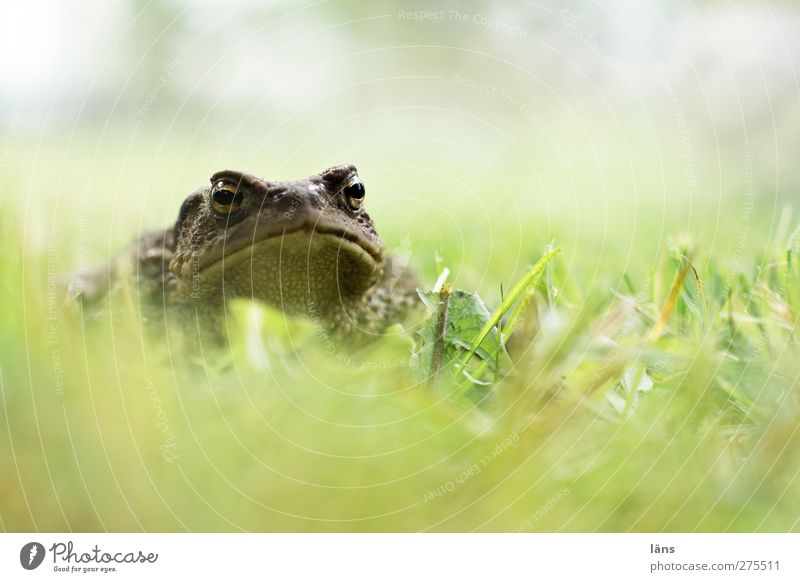 küss mich Kröte Gras Natur Amphibie Traumprinz Prinz verwandeln