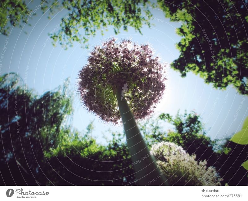 Ameisenperspektive Natur Pflanze Himmel Wolkenloser Himmel Sonnenlicht Sommer Schönes Wetter Baum Blume Zierlauch Garten frei Freundlichkeit Unendlichkeit blau