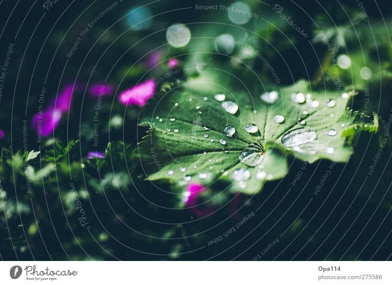 Tau Umwelt Natur Pflanze Wasser Wassertropfen Sommer Klima Wetter Regen Blatt Blüte Grünpflanze Garten Park Wiese Blühend träumen nass grün rosa Trauer "Tau