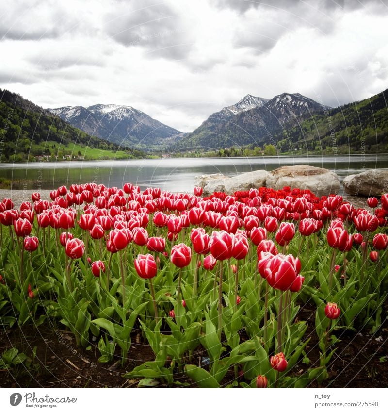 Schliersee Umwelt Natur Landschaft Wasser Himmel Wolken Gewitterwolken Wetter schlechtes Wetter Regen Blume Tulpe Wald Alpen Berge u. Gebirge Gipfel