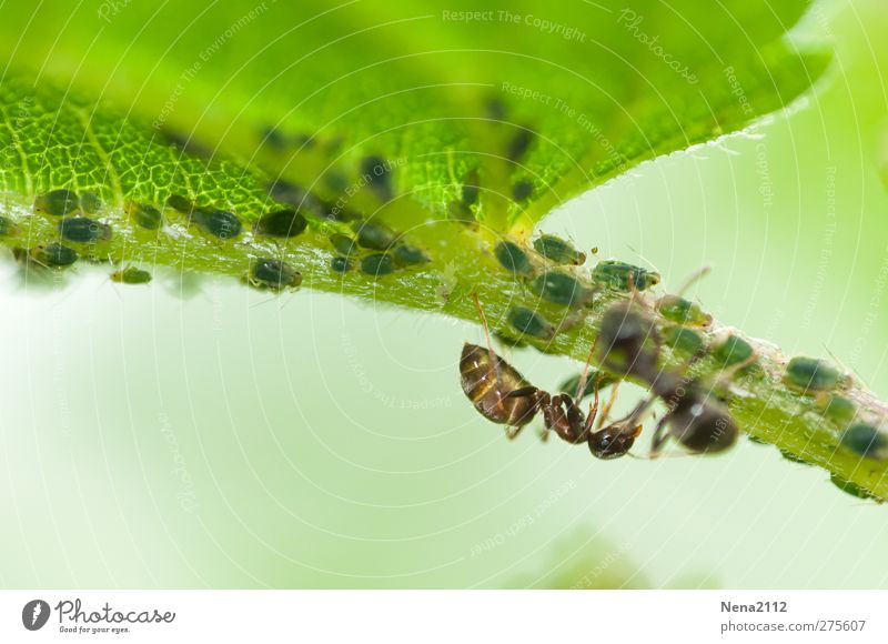 Zuchtspaziergang Natur Pflanze Tier Sommer Blatt Wildpflanze Wiese Wald 1 Tiergruppe grün Ameise Insekt Blattläuse Brennnessel Brennnesselblatt Symbiose