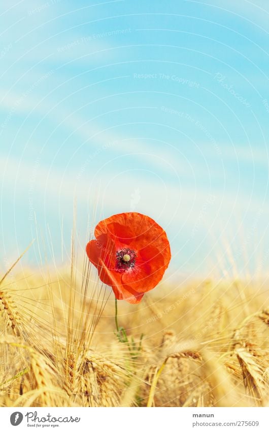 Mohn im Roggenfeld Landwirtschaft Forstwirtschaft Umwelt Natur Landschaft Himmel Sommer Schönes Wetter Pflanze Blume Blüte Mohnblüte Getreidefeld Aussaat Ernte