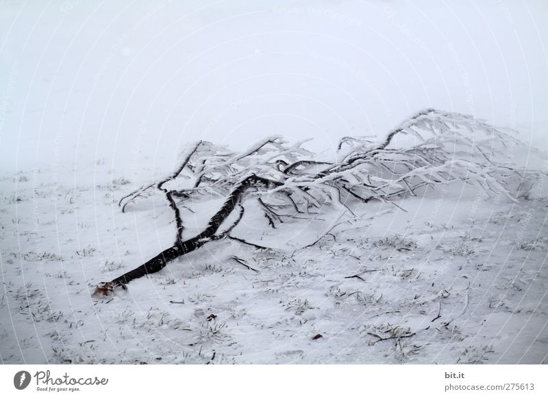 Schneebesen Umwelt Natur Pflanze Winter Klima schlechtes Wetter Eis Frost Wald frieren liegen kalt kaputt blau grau weiß Stimmung ruhig träumen Schneelandschaft