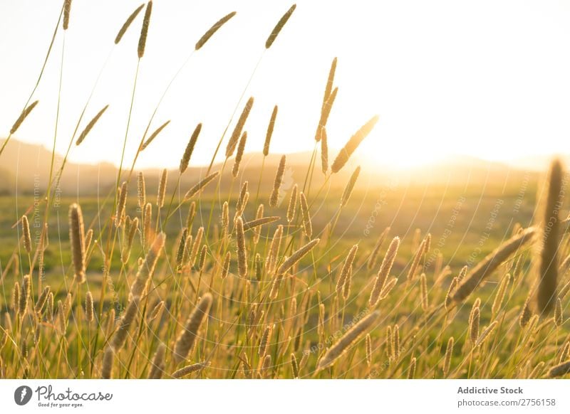 Landschaftsbild gegen Licht Sommer Natur schön Farbe Wiese Außenaufnahme Länder ländlich Freiheit Ferien & Urlaub & Reisen natürlich Gesundheit Landwirtschaft