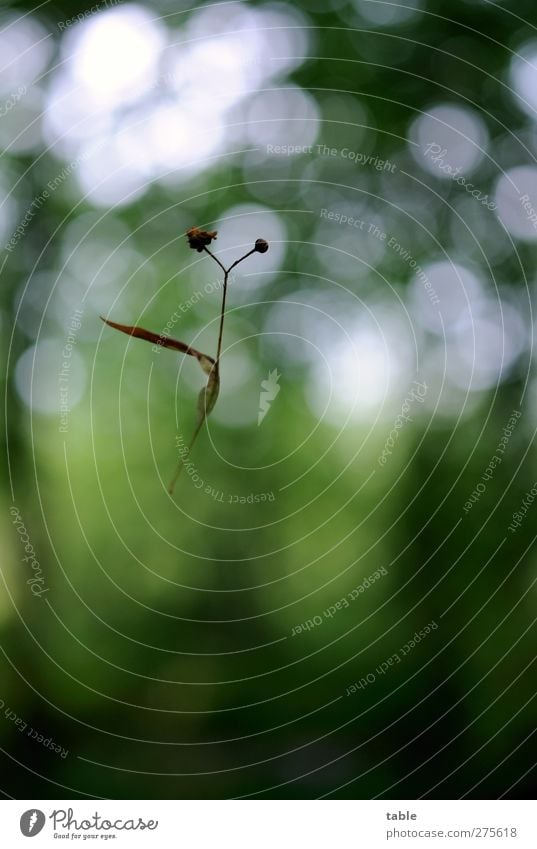 Grazie . . . Pflanze Baum Grünpflanze Nutzpflanze Wildpflanze Linde Samen Fruchtstand Sommerlinde Duft fallen fliegen glänzend schaukeln ästhetisch Fröhlichkeit