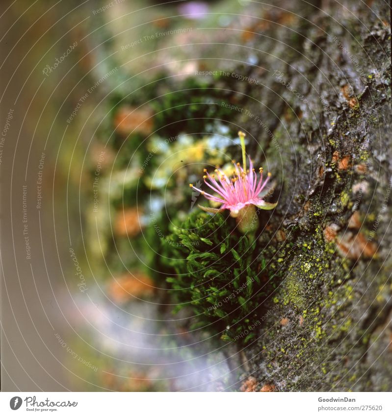 Lichteinfall. Umwelt Natur Sommer Pflanze Blüte Park einfach nah natürlich schön Wärme Farbfoto Außenaufnahme Tag Schwache Tiefenschärfe