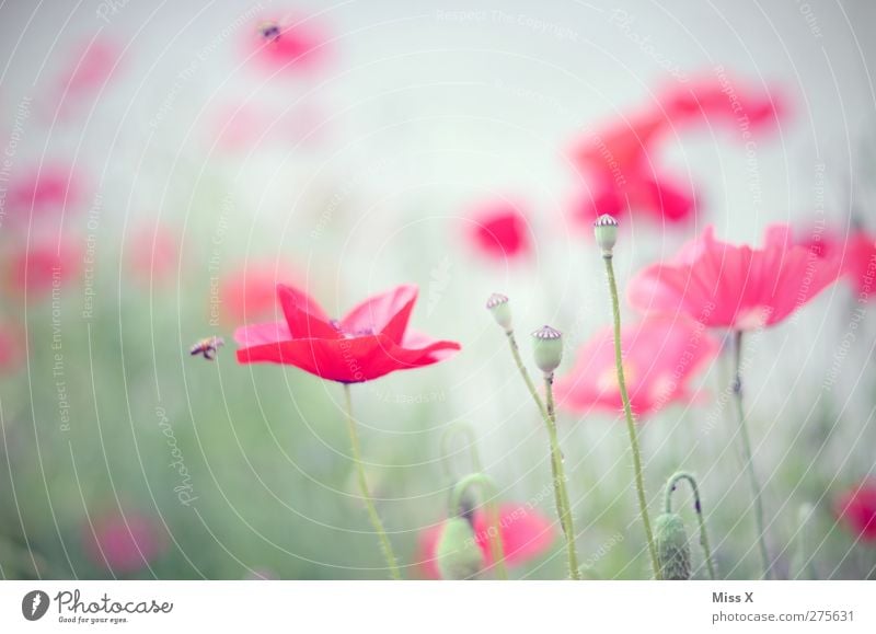 poppy Natur Pflanze Sommer Blume Blatt Blüte Wiese Blühend Duft rot Mohnblüte Mohnfeld Mohnkapsel Biene Farbfoto Außenaufnahme Nahaufnahme Menschenleer