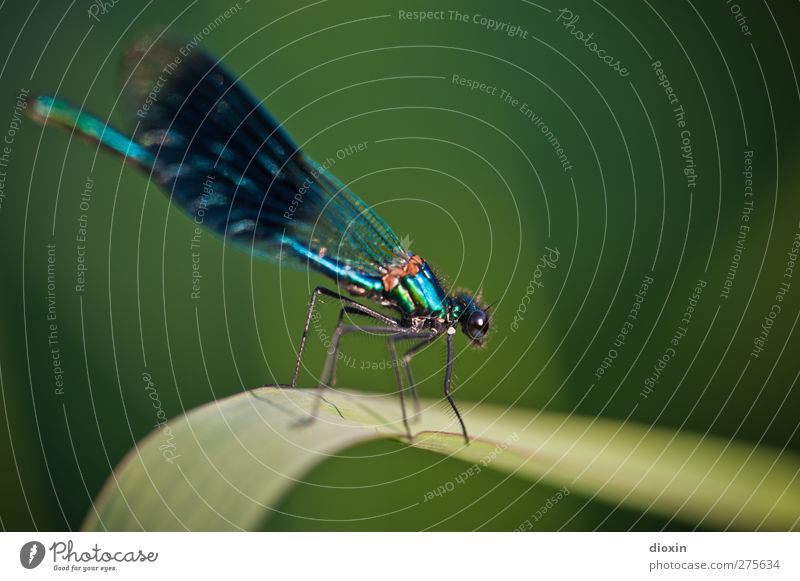 Learn to fly Umwelt Natur Pflanze Blatt Tier Wildtier Flügel Libelle Libellenflügel Insekt 1 sitzen warten glänzend klein natürlich Farbfoto Außenaufnahme