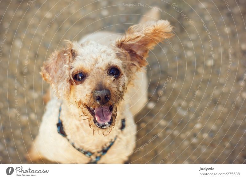 Schmutzig aber glücklich! Leben Freizeit & Hobby Umwelt Sommer Herbst schlechtes Wetter blond Tier Haustier Hund Tiergesicht Pudel zwergpudel beobachten Spielen