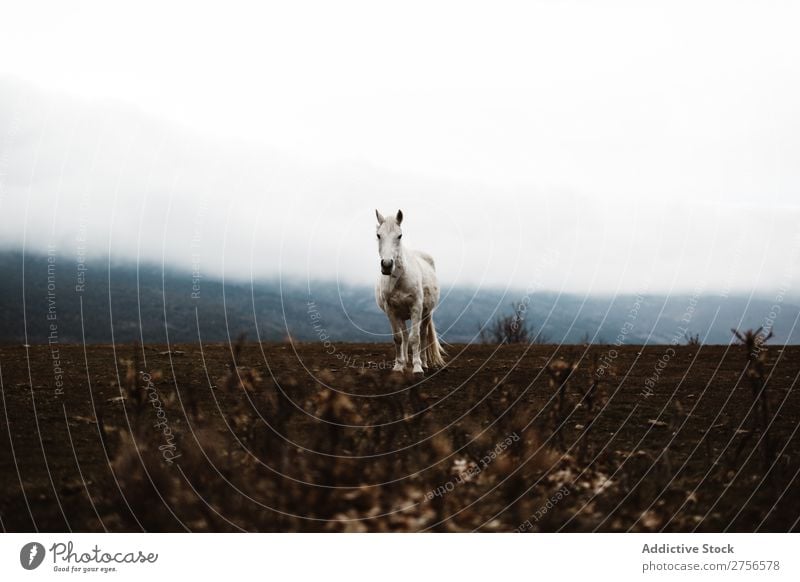 Weißes Pferd am Hang weiß Natur stehen Nebel Boden Hengst pferdeähnlich Freiheit Mähne Bauernhof frei Kraft wild Biest Säugetier stark grau silber schön Tier