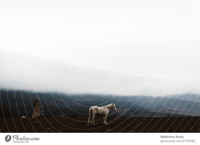 Weißes Pferd am Hang weiß Natur stehen Nebel Boden Hengst pferdeähnlich Freiheit Mähne Bauernhof frei Kraft wild Biest Säugetier stark grau silber schön Tier