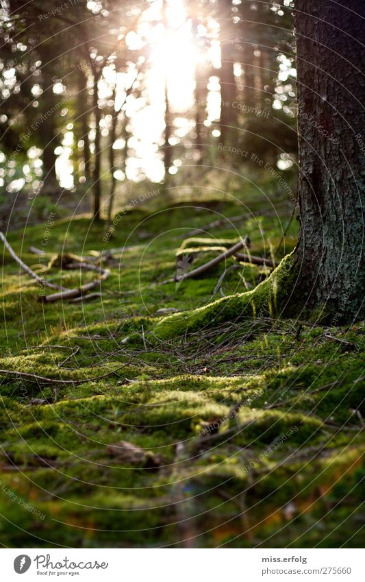 geWALDig III Umwelt Natur Landschaft Pflanze Tier Erde Sonne Baum Moos beobachten genießen Wachstum dunkel exotisch Ferne hell nass weich braun grün weiß Freude