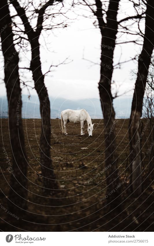 Weißes Pferd am Hang weiß Natur stehen Nebel Boden Hengst pferdeähnlich Freiheit Mähne Bauernhof frei Kraft wild Biest Säugetier stark grau silber schön Tier