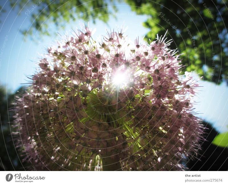 Blütenzauber Natur Pflanze Himmel Wolkenloser Himmel Sonne Sonnenlicht Sommer Blume Zierlauch Duft frei Freundlichkeit hell blau grün violett Fröhlichkeit