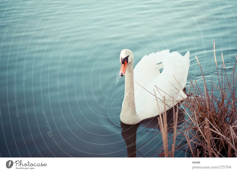 Mein lieber Schwan Umwelt Natur Tier Wasser Gras Seeufer Wildtier Vogel 1 beobachten Schwimmen & Baden ästhetisch schön blau weiß Stimmung Feder Schwanensee