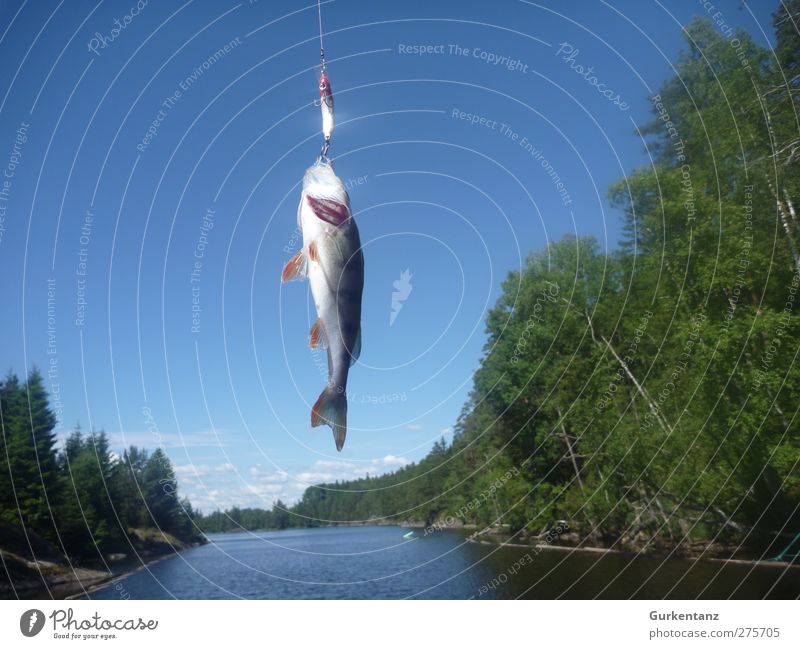 Himmelfahrtskommando Angeln Fisch 1 Tier fliegen Jagd Barsch Spinnfischen Angelköder Norwegen Norwegenurlaub Fang Drill Kieme Schuppen Angelrute Angelschnur