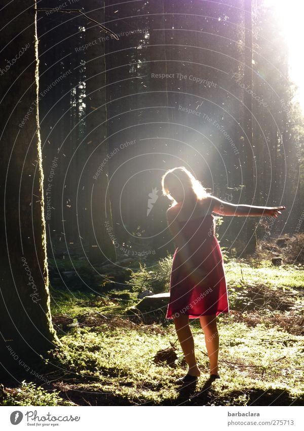 Die Waldfee Frau Erwachsene 1 Mensch 18-30 Jahre Jugendliche Fee Natur Sonne Sonnenaufgang Sonnenuntergang Sommer Baum Moos Märchenwald Kleid blond leuchten