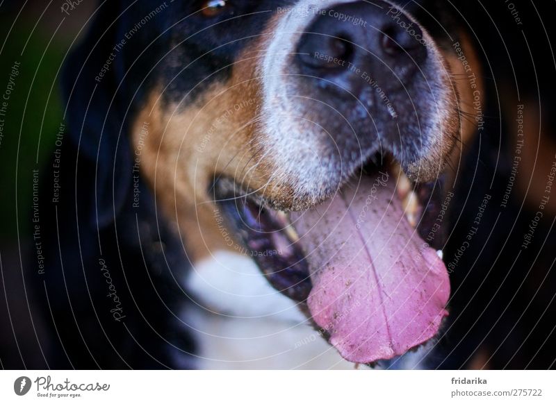 was hast du denn wieder gegessen… Tier Haustier Hund Tiergesicht Fell Schnauze Zunge Maul Nase 1 groß nah nass schleimig braun rosa schwarz weiß Tierliebe atmen