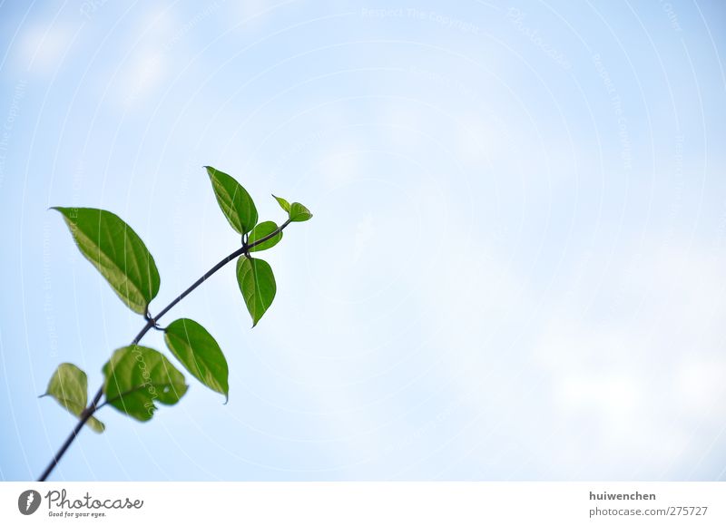 up to the sky Natur Himmel Frühling Pflanze Blatt frisch Gesundheit positiv schön blau grün Kraft Leben Beginn Freiheit Hoffnung Lebensfreude Mut Zukunft vivid