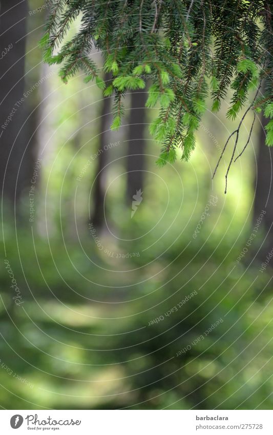 frische Waldluft genießen Natur Schönes Wetter Baum Tannen Fichten Schwarzwald leuchten Duft hell natürlich grün Stimmung Zufriedenheit ruhig Erholung