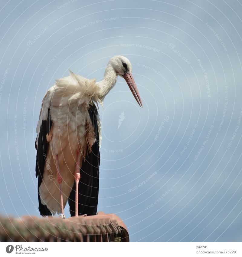 Storchi Umwelt Natur Tier Schönes Wetter Wildtier Vogel 1 blau weiß Weißstorch Dach Himmel Storchendorf Linum Farbfoto Außenaufnahme Menschenleer