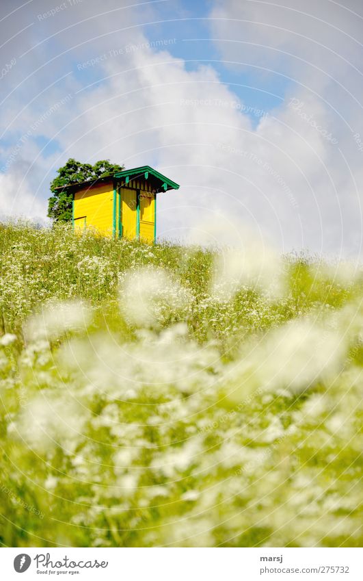 Klein und doch nicht mein Häusliches Leben Wohnung Haus Traumhaus Natur Landschaft Pflanze Himmel Wolken Gewitterwolken Frühling Sommer Schönes Wetter Blume