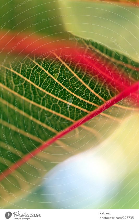 draussen Sommer Garten Natur Pflanze Blatt Grünpflanze Park grün Stimmung Fröhlichkeit Lebensfreude Frühlingsgefühle Farbfoto Außenaufnahme Makroaufnahme Tag