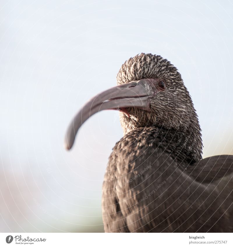 Augenblick VI Tier Vogel Tiergesicht Schnabel 1 Blick warten braun achtsam Wachsamkeit Farbfoto Außenaufnahme Menschenleer Textfreiraum links Textfreiraum oben