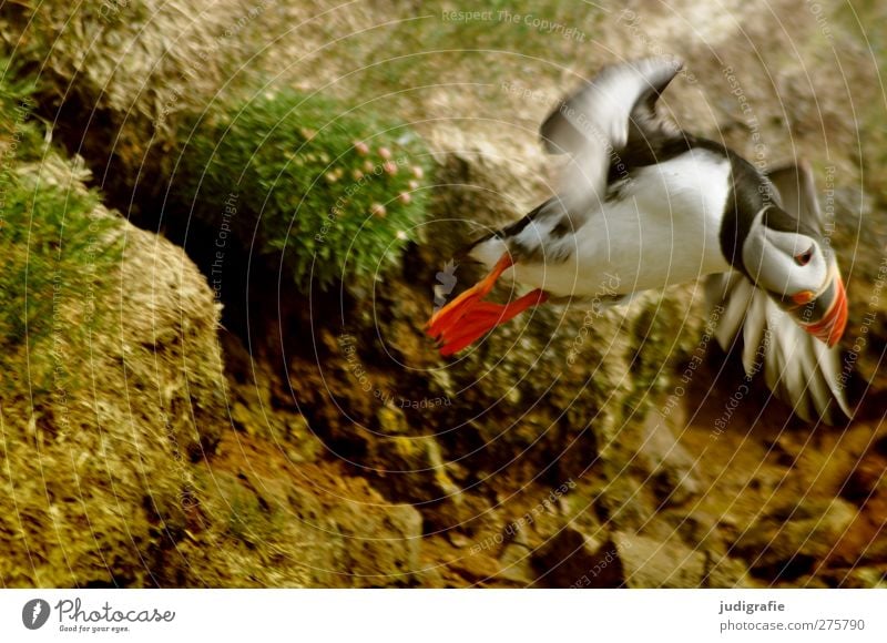 Island Umwelt Natur Erde Wildtier Vogel Papageitaucher fliegen natürlich niedlich mehrfarbig Bewegung Farbfoto Außenaufnahme Tag