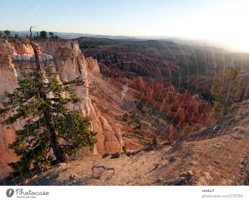 Utah morning Wolkenloser Himmel Schönes Wetter Baum Felsen Berge u. Gebirge Schlucht blau braun rot Horizont Idylle ruhig Ferne Bryce Canyon Farbfoto