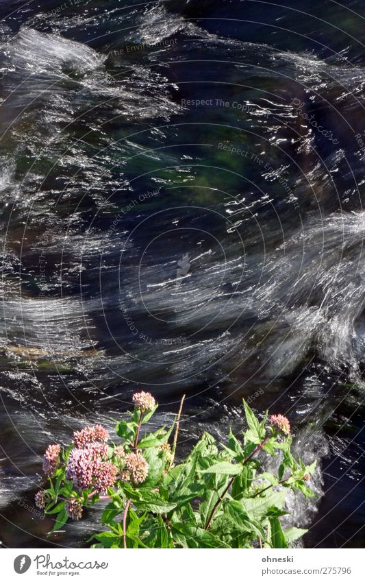 Alles im Fluss Pflanze Blume Blatt Blüte Wellen Flussufer Flüssigkeit wild Energie Hoffnung Idylle Wandel & Veränderung Farbfoto Experiment Muster Menschenleer