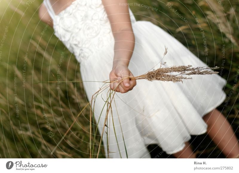 auf der Wiese II Mensch Mädchen Kindheit 1 3-8 Jahre Sommer Gras Kleid grün weiß Natur Farbfoto Außenaufnahme Tag Schwache Tiefenschärfe pflücken Sommerkleid