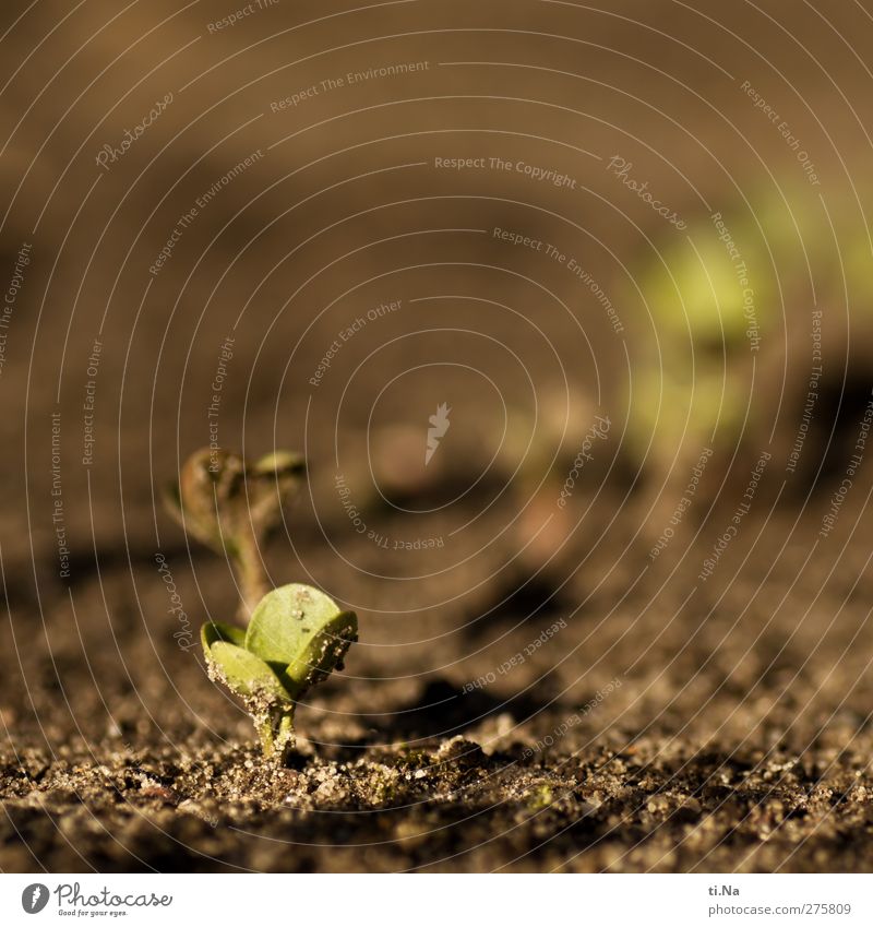 Opfergaben Pflanze Erde Sand Sommer Schönes Wetter Blatt Nutzpflanze Radieschen Feld Wachstum frisch Gesundheit klein braun gelb grau grün Landwirtschaft