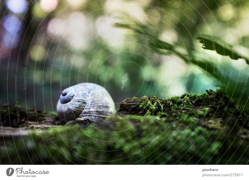 Speed-Schnecke, schläft gerade... Natur Moos Tier schön mehrfarbig grün Romantik Bewegung Geschwindigkeit ruhig Schneckenhaus Unschärfe Farbfoto Außenaufnahme