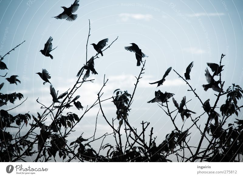 Aufgeschreckt Umwelt Natur Tier Luft Himmel Wolken Horizont Sommer Herbst Pflanze Baum Wildtier Vogel Flügel Star Vogelschwarm Schwarm Zeichen Bewegung fliegen