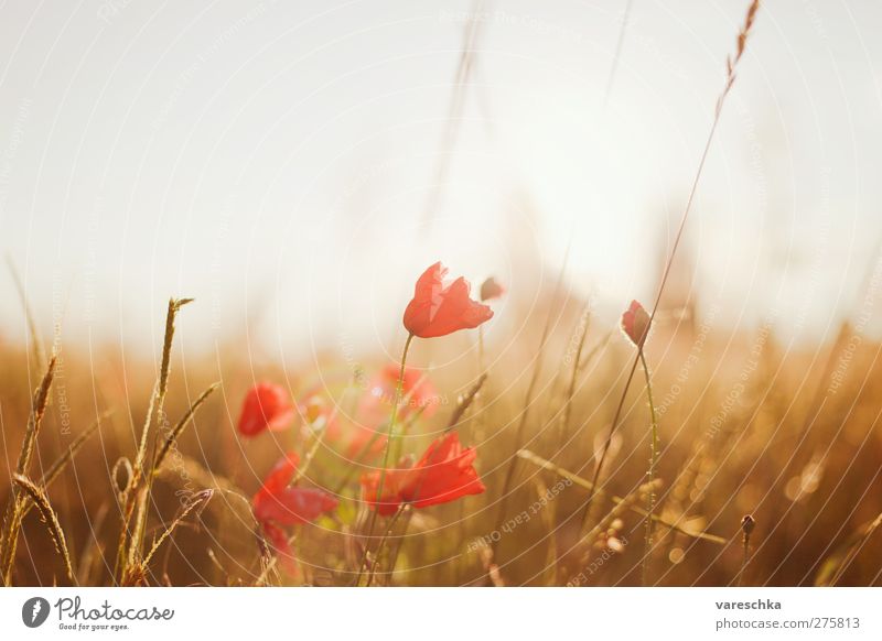 Im Kornfeld 1 Umwelt Natur Landschaft Pflanze Horizont Sonnenaufgang Sonnenuntergang Sommer Blume Gras Blüte Wildpflanze Mohnblüte Wiese Feld Menschenleer braun