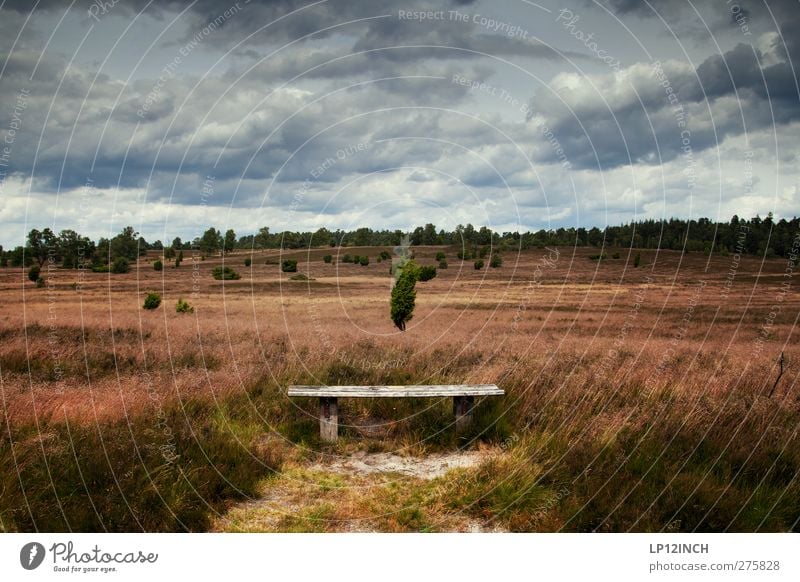 Bank am Arsch der Heide Ferien & Urlaub & Reisen Tourismus Ausflug Freiheit Sommer wandern Umwelt Natur Landschaft Himmel Wolken Baum Gras Wiese Wald