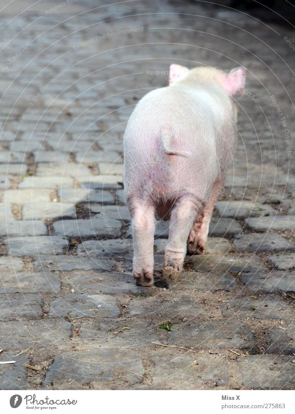 Goodbye II Tier Nutztier 1 Tierjunges klein niedlich rosa Schüchternheit Ferkel Schwein Bauernhof Tierhaltung Landwirtschaft Tierzucht Schwanz Farbfoto