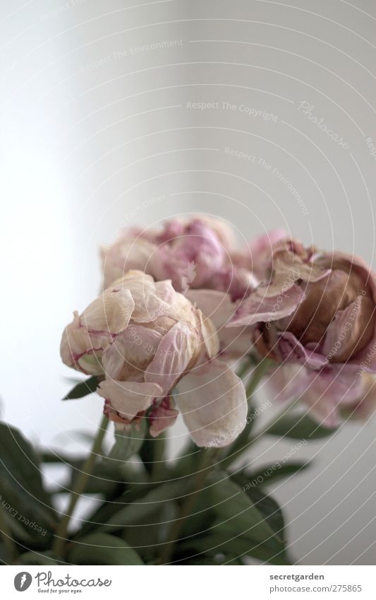 sich entblättern. Häusliches Leben Wohnung Raum Geburtstag Natur Pflanze Frühling Blume Blüte Blühend dehydrieren alt trashig trocken grün rosa weiß Beginn Duft