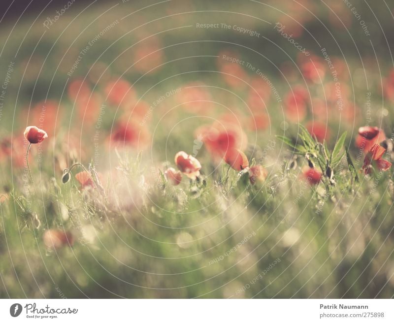 Sommer adé Umwelt Natur Landschaft Pflanze Sonne Sonnenaufgang Sonnenuntergang Sonnenlicht Klima Schönes Wetter Gras Sträucher Blüte Nutzpflanze Mohn Mohnblüte