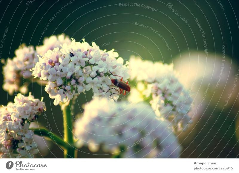 ::12-11:: Umwelt Natur Pflanze Sommer Klima Blume Blüte Grünpflanze Wildpflanze Garten Park Wiese Wald Tier Wildtier Lebensfreude Makroaufnahme Insekt Käfer