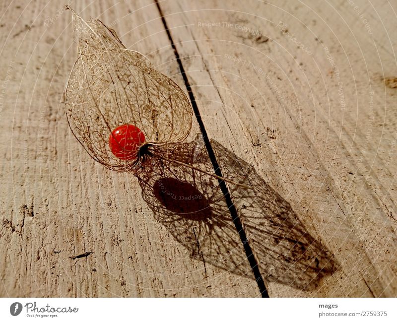 Lampionblume Natur Pflanze Frucht Physalis Holz alt ästhetisch schön braun gelb gold orange rot bizarr elegant exotisch Idylle nackt Hülle filigran netzartig