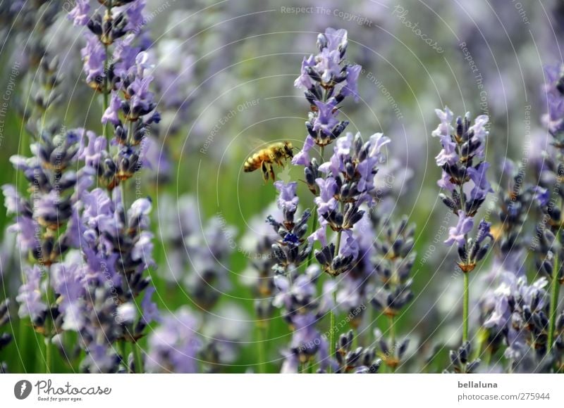 Lavandula officinalis Natur Pflanze Tier Wildpflanze Garten Park Wiese Wildtier Biene 1 fliegen Insekt Lavendel Lavendelfeld Feld Blüte Farbfoto mehrfarbig