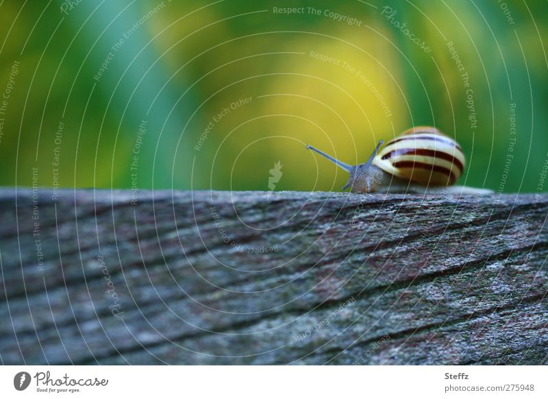 unterwegs im eigenen Tempo Schnecke Schneckentempo Schneckenhaus langsam Langsamkeit gelassen Gelassenheit geduldig Ruhe ruhig Bewegung gelb grün grau Zeitlupe