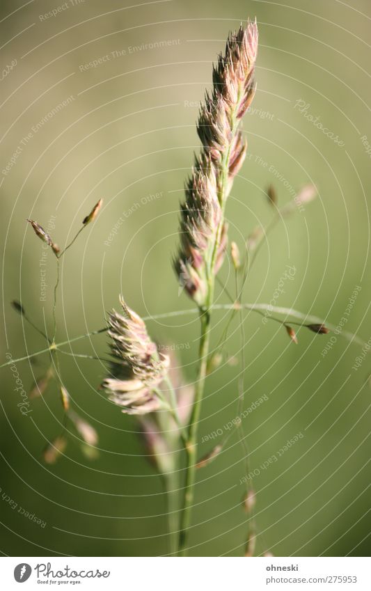 I Umwelt Natur Pflanze Gras Gräserblüte Wiese grün Leben Farbfoto Außenaufnahme Menschenleer Textfreiraum links Hintergrund neutral Sonnenlicht