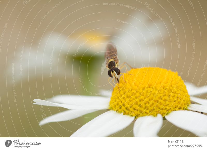 Mahlzeit Natur Pflanze Tier Sommer Blume Wildpflanze Wiese Feld Fliege 1 Blühend füttern gelb Pollen Margerite Kamille Gänseblümchen Insekt Farbfoto