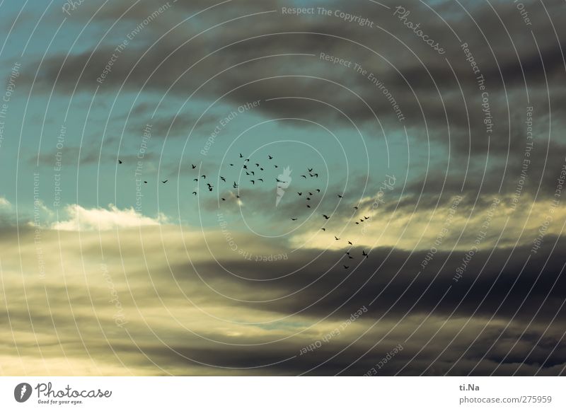 Wolkenloch Himmel Gewitterwolken Sommer Klima Klimawandel Schönes Wetter schlechtes Wetter Unwetter Haustier Taube Schwarm fliegen natürlich blau gelb grau