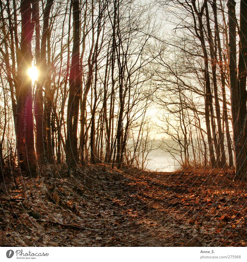 Herbsttag Erholung ruhig Sonne Herbstlaub herbstlich Herbstfärbung Herbstwetter Herbstwald Natur Sonnenlicht Schönes Wetter Baum Blatt Wald Seeufer Stimmung