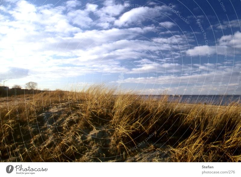 Am weißen Strand von... Rügen Gras Meer Usedom Wolken Pflanze Island Stranddüne Ostsee clouds sea coast shoreline Sand